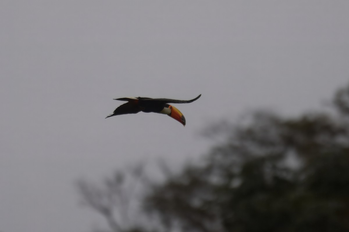 Toco Toucan - ML644431342