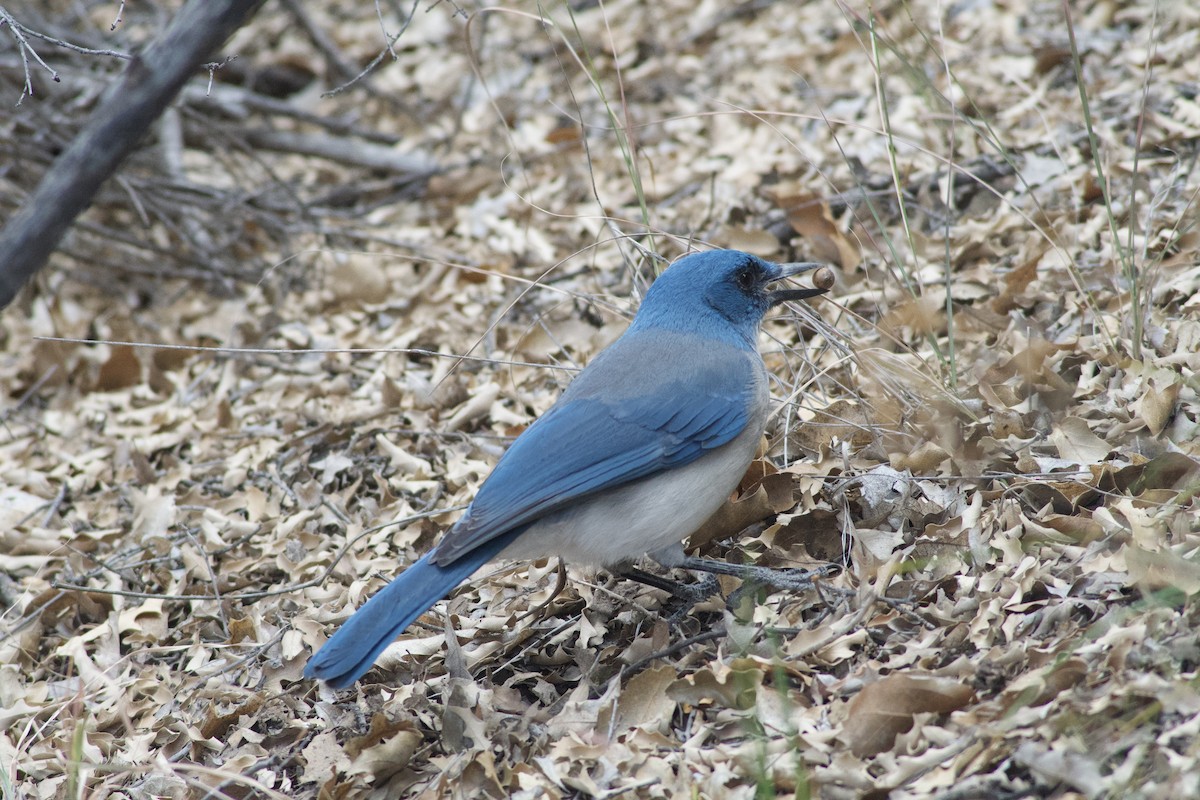 Mexican Jay - ML644431344