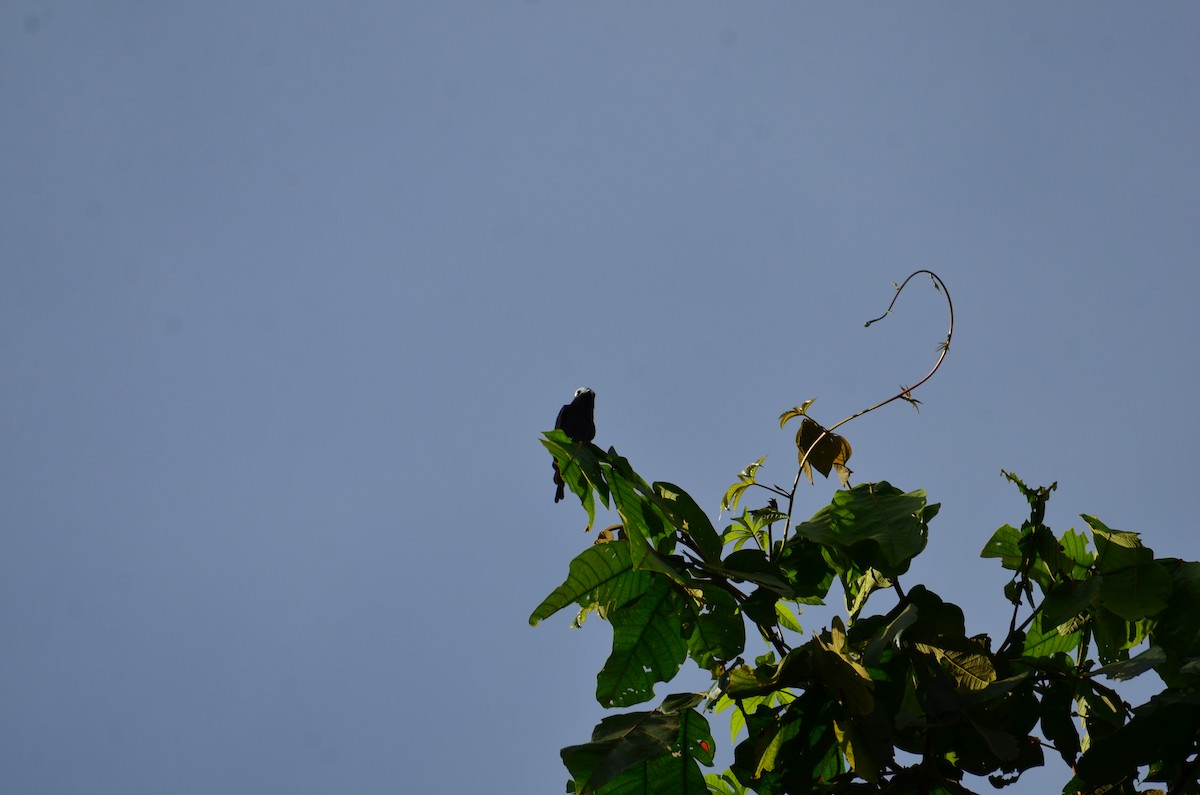 Long-tailed Tyrant - ML644431355