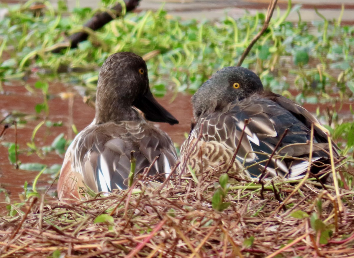 skjeand - ML644431369