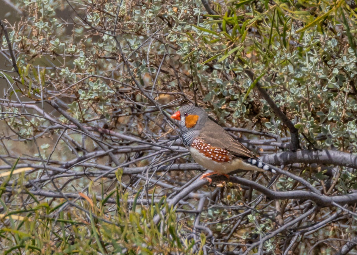 Zebra Finch - ML644431373