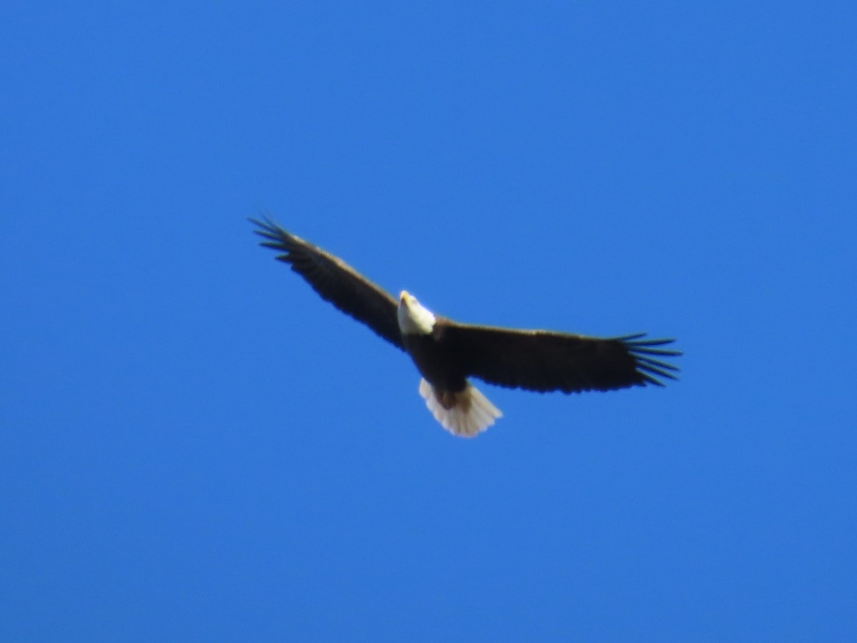Bald Eagle - ML644431389
