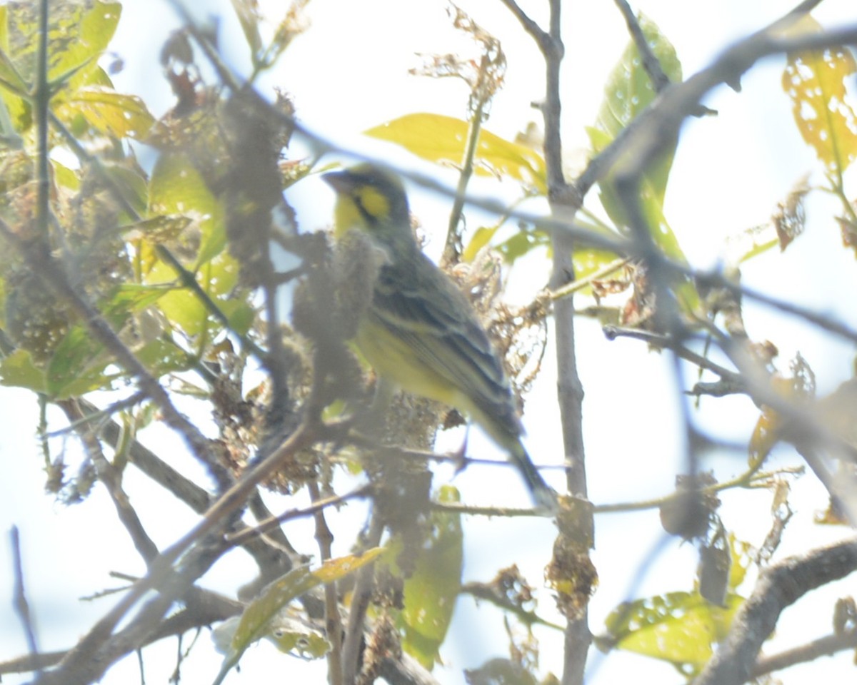 キマユカナリア - ML644431392