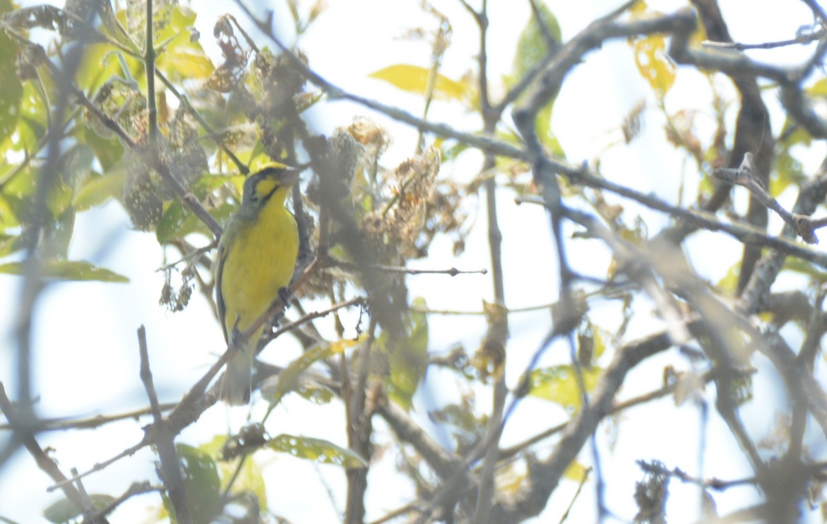 キマユカナリア - ML644431393