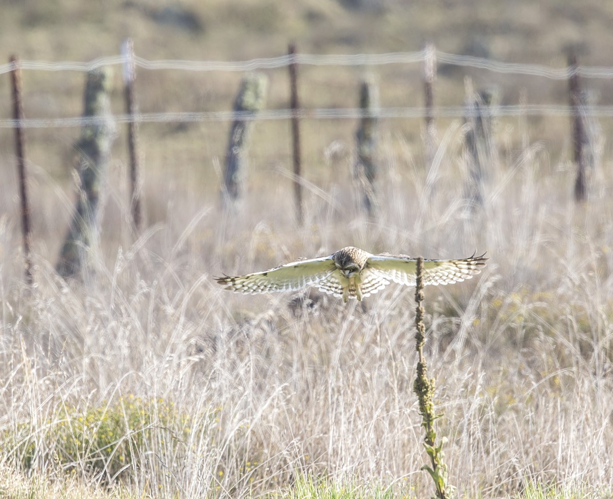 Short-eared Owl - ML644431400