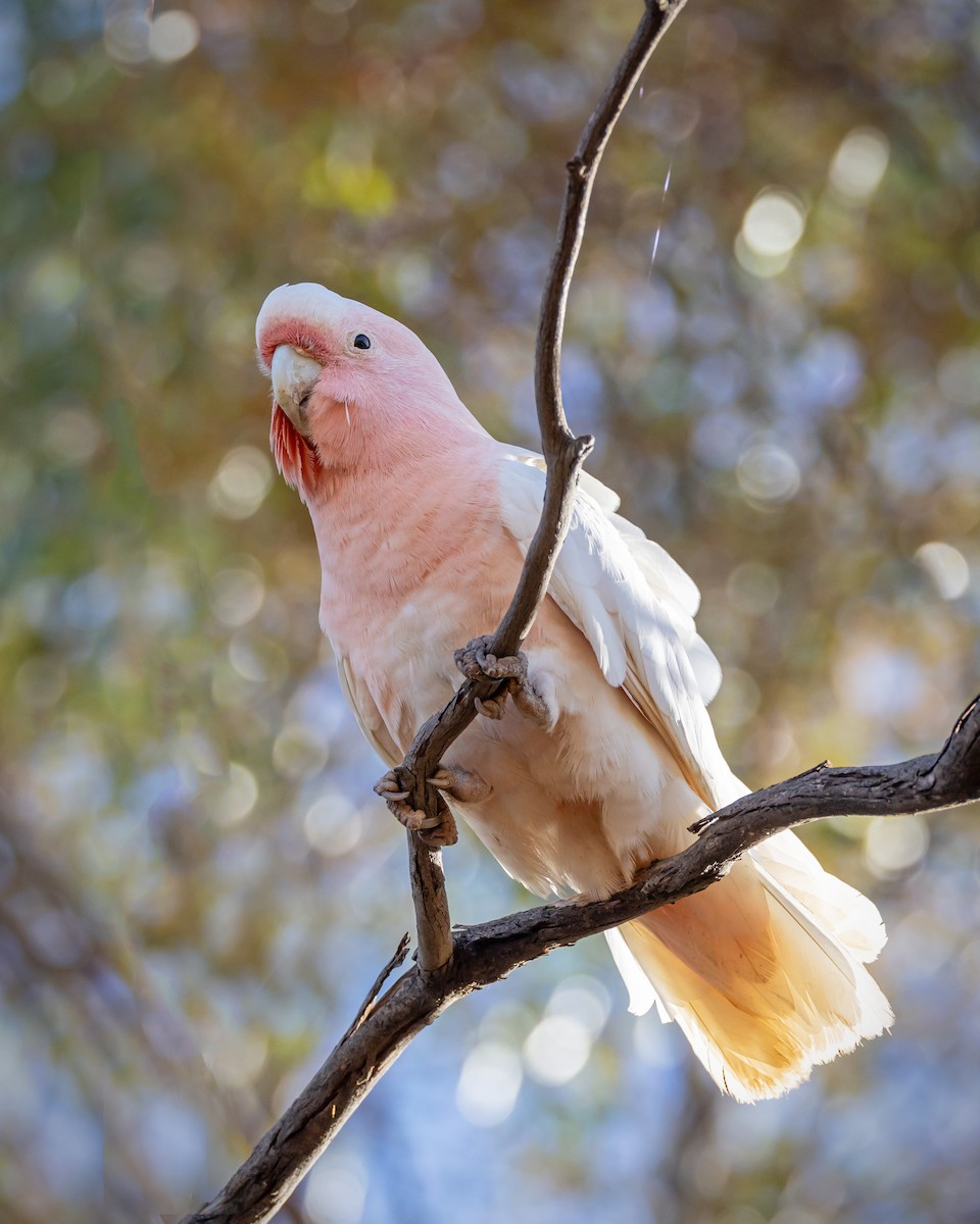 Pink Cockatoo - ML644431410