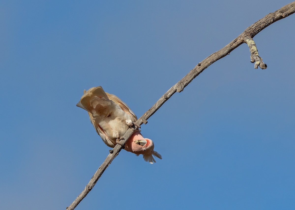 Pink Cockatoo - ML644431411