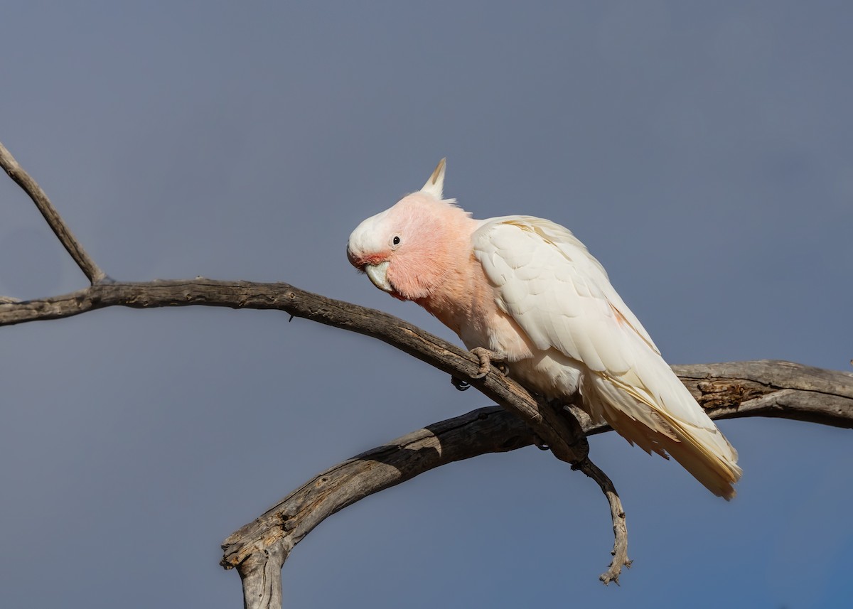 Pink Cockatoo - ML644431412