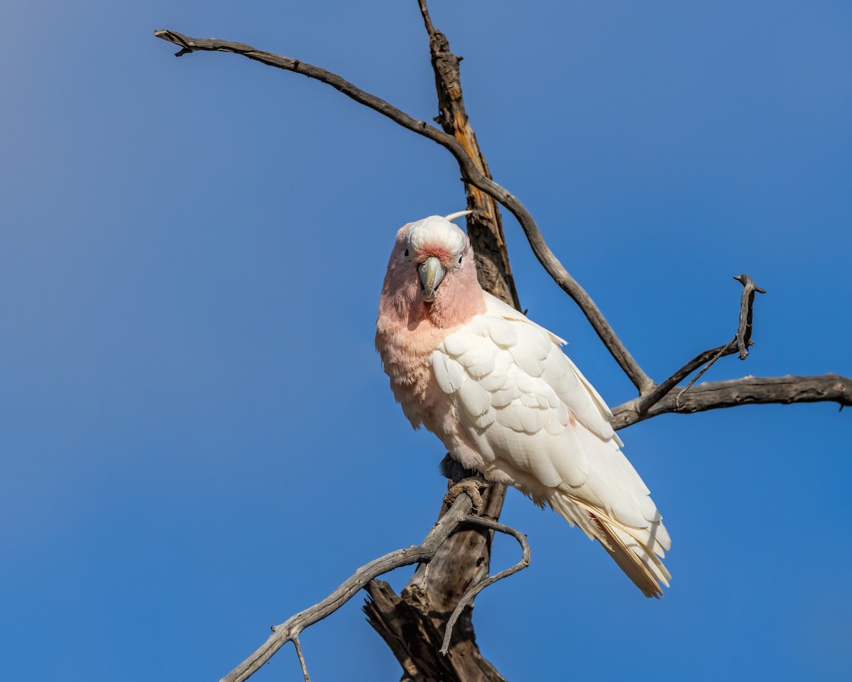Pink Cockatoo - ML644431413