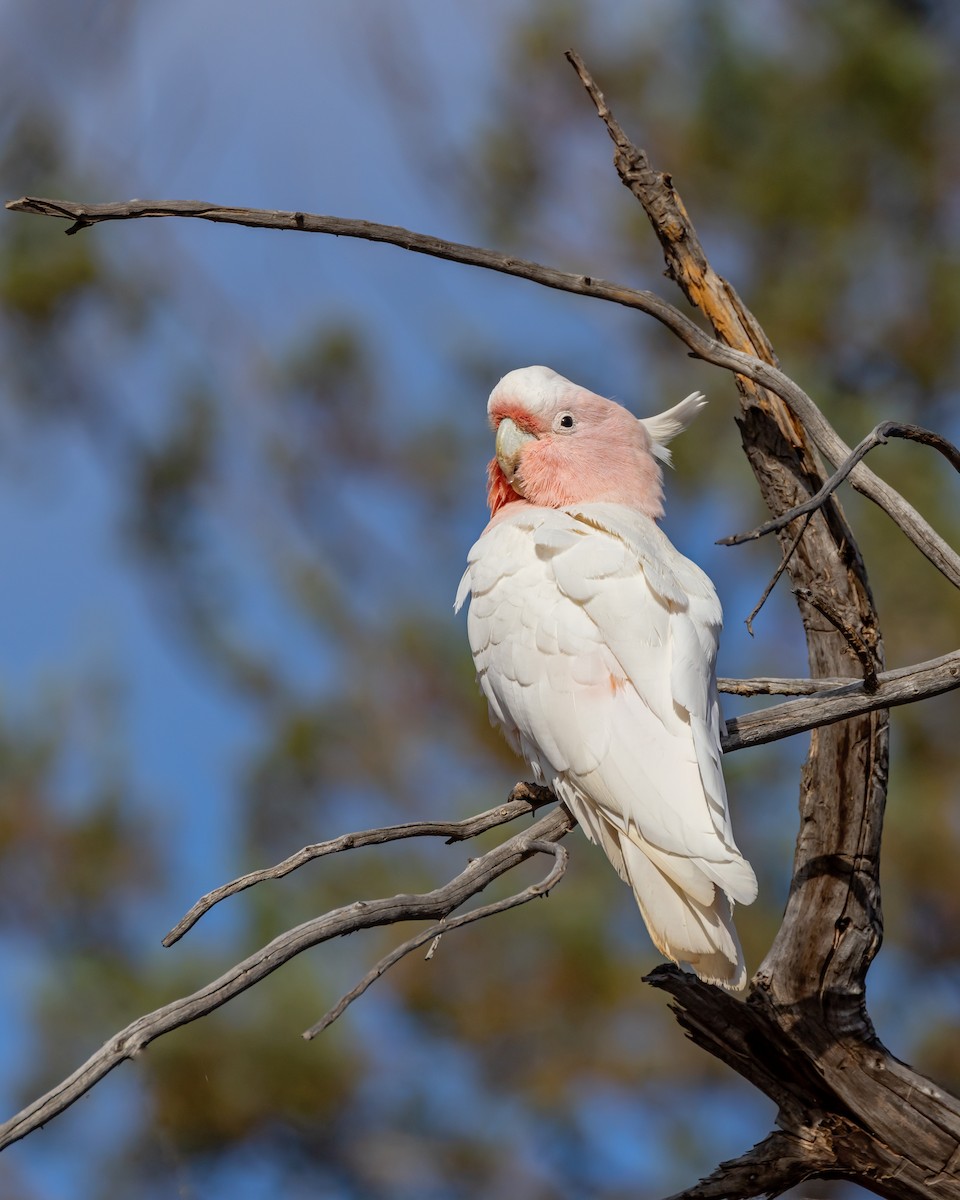 Pink Cockatoo - ML644431414