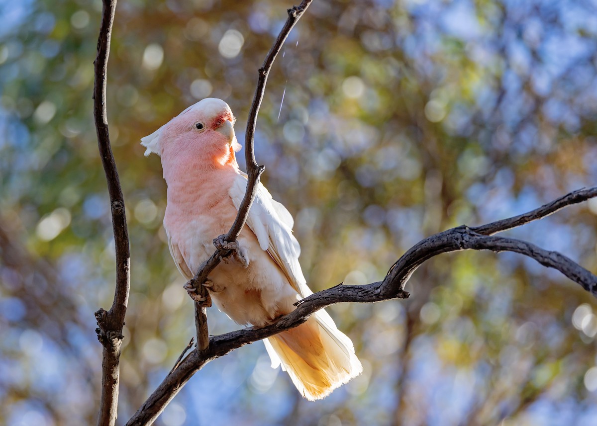 Pink Cockatoo - ML644431415
