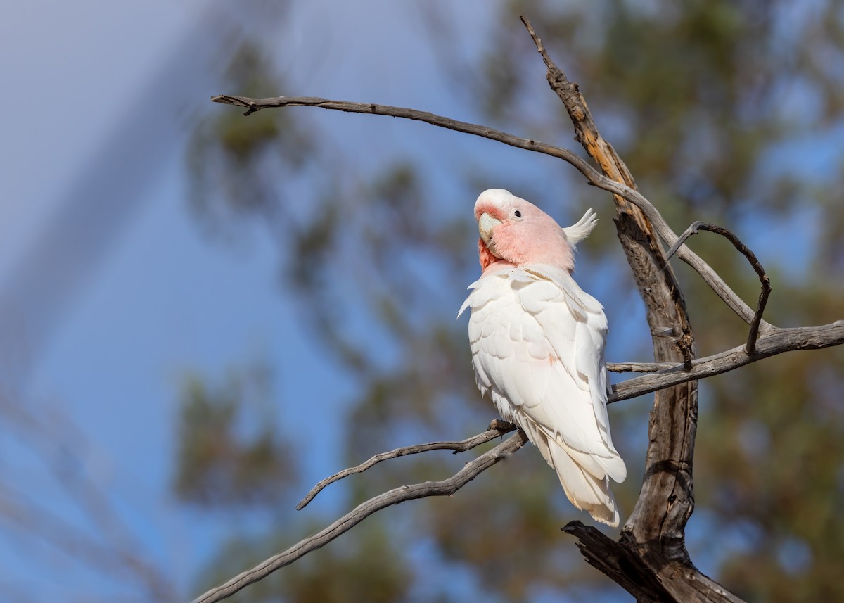 Pink Cockatoo - ML644431416