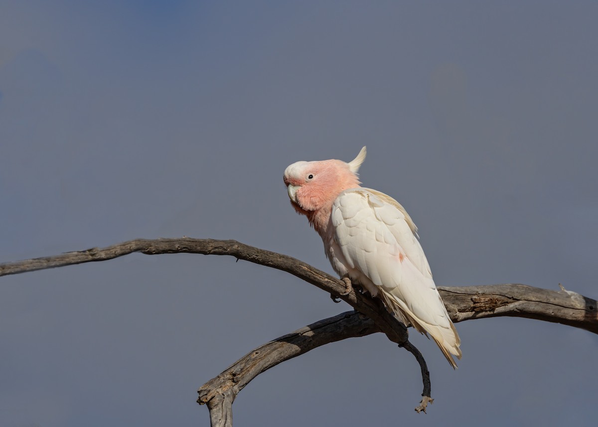Pink Cockatoo - ML644431418