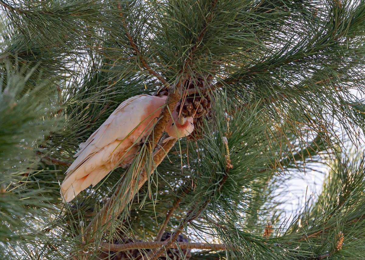 Pink Cockatoo - ML644431419