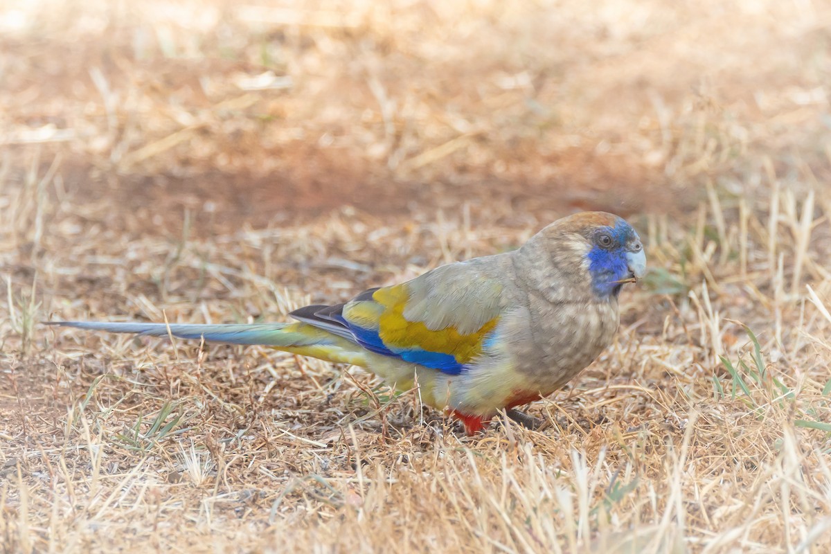 Greater Bluebonnet - ML644431437