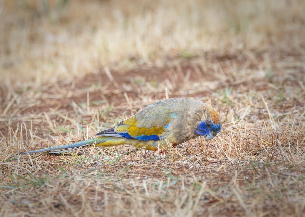 Greater Bluebonnet - ML644431438