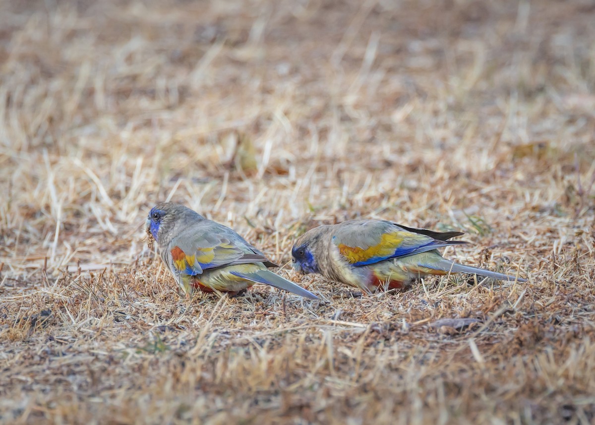 Greater Bluebonnet - ML644431439