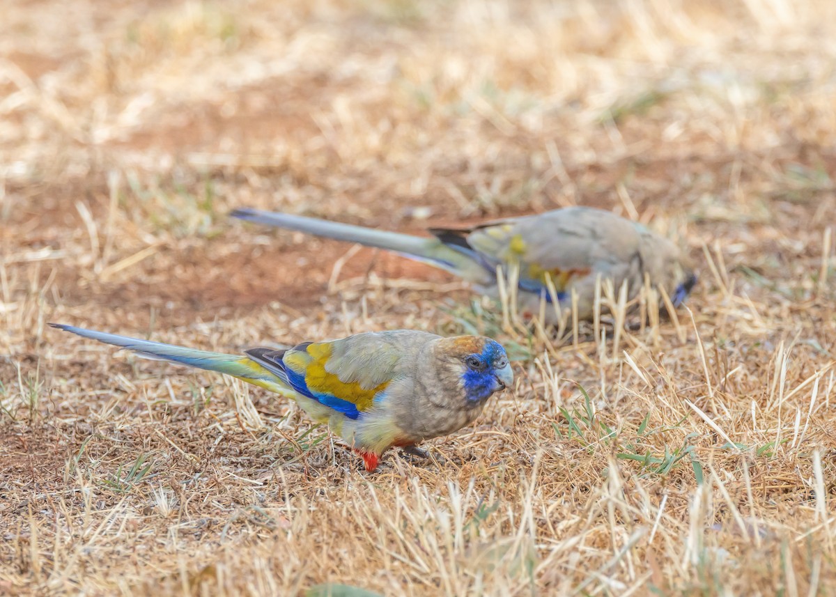 Greater Bluebonnet - ML644431440