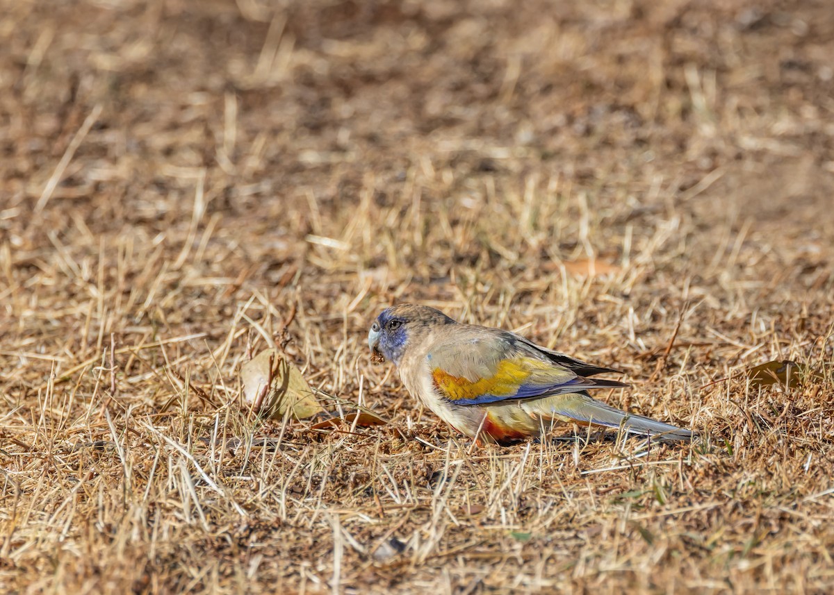 Greater Bluebonnet - ML644431441