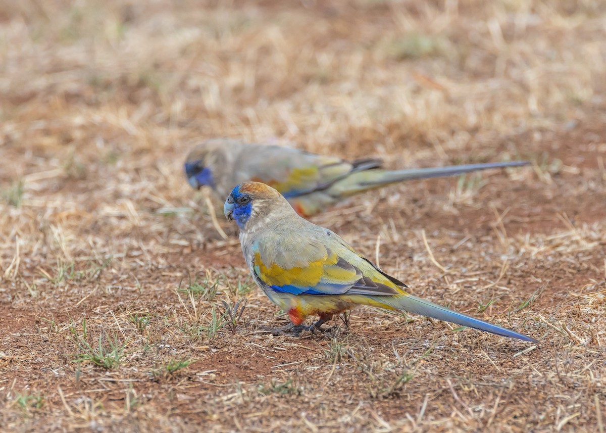 Greater Bluebonnet - ML644431442