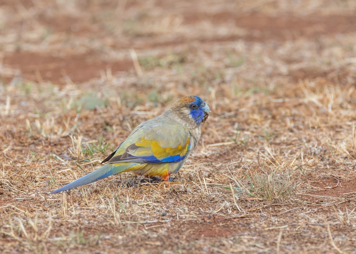 Greater Bluebonnet - ML644431443
