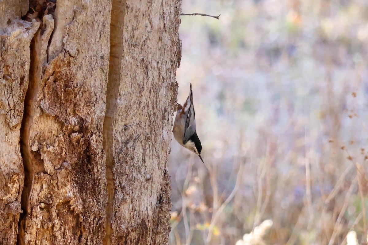 White-breasted Nuthatch - ML644431445
