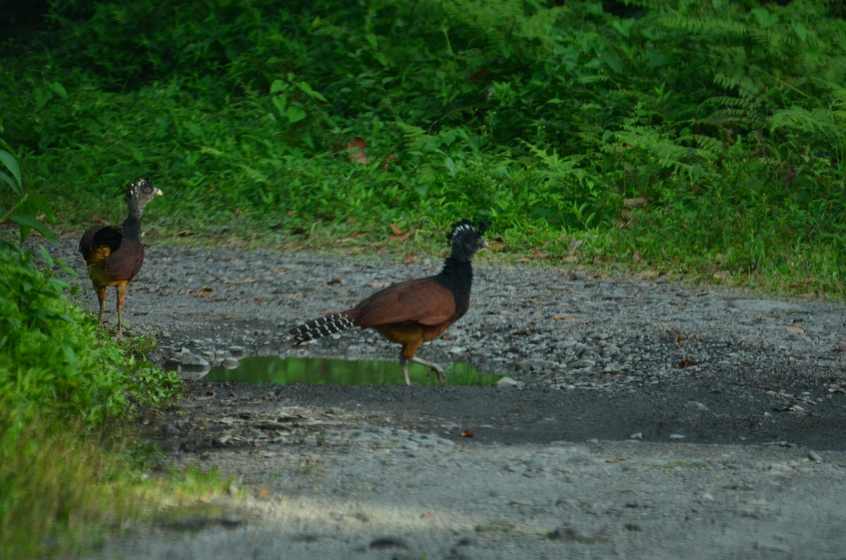 Кракс великий - ML644431447