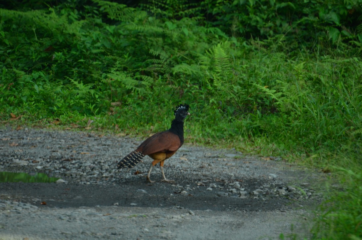 Кракс великий - ML644431448