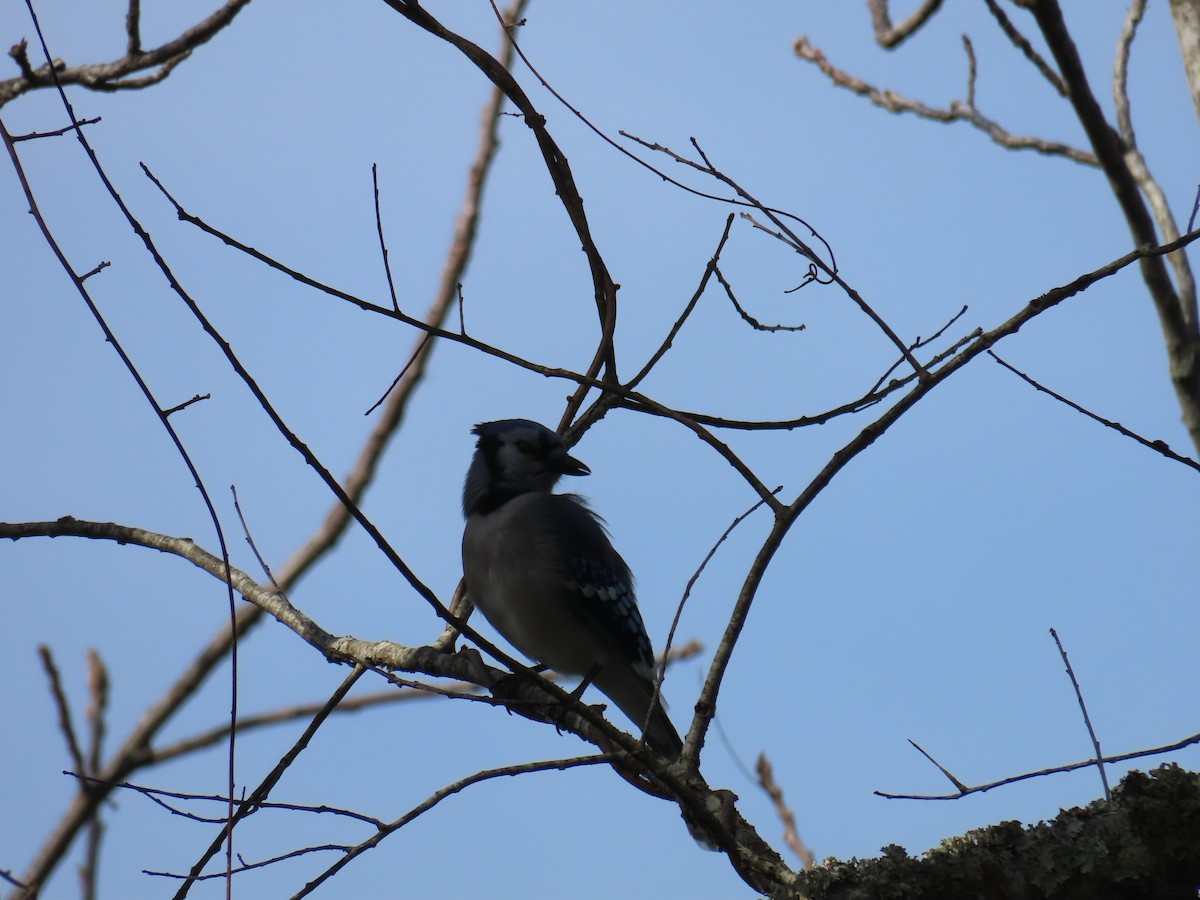 Blue Jay - ML644431451