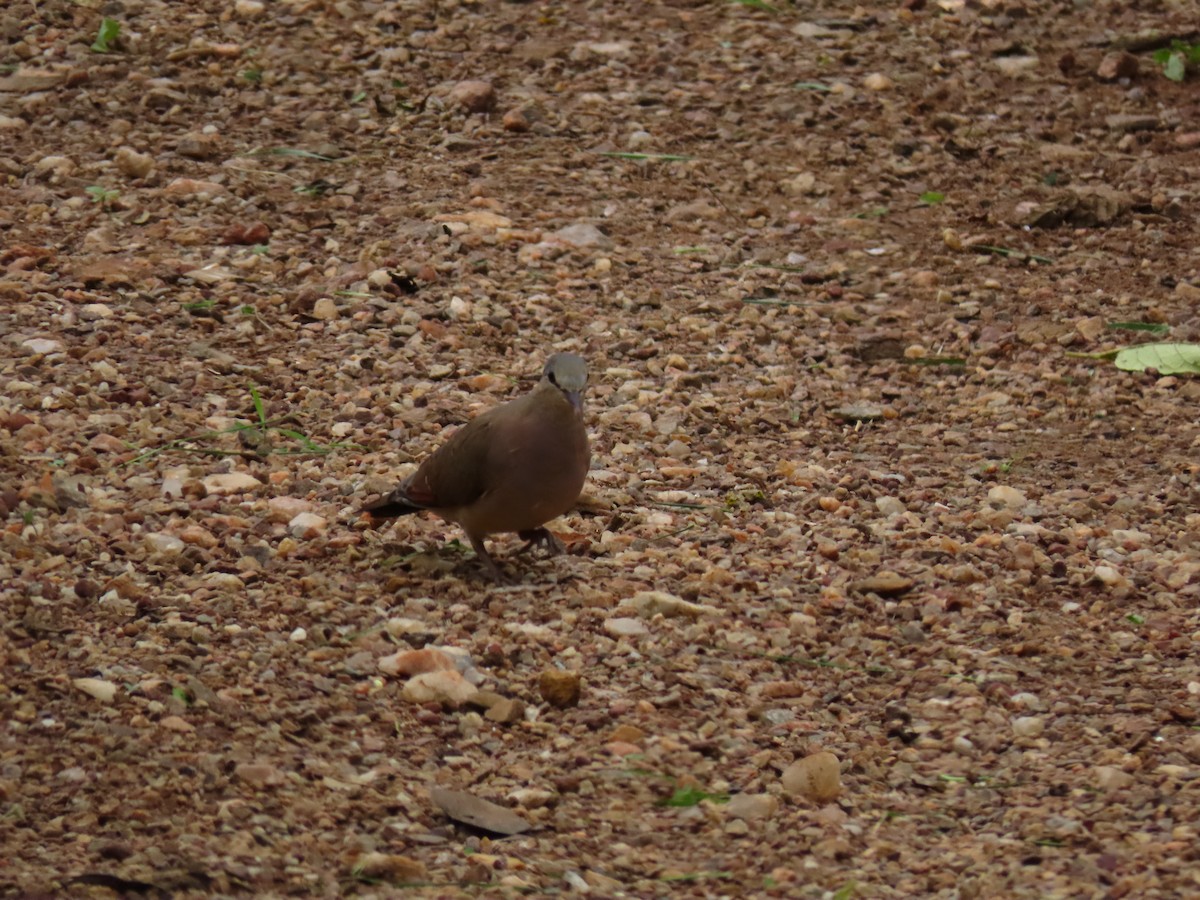 Blue-spotted Wood-Dove - ML644431475