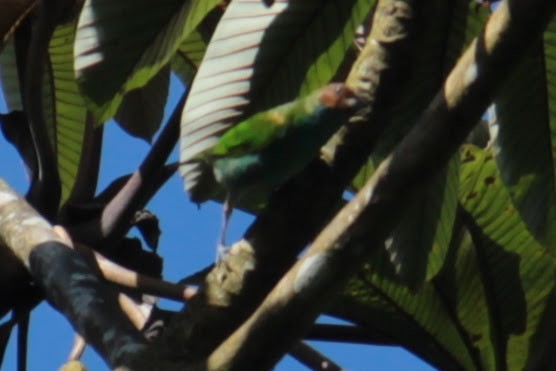 チャガシラフウキンチョウ - ML644431478