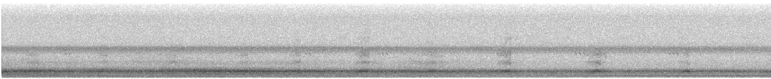 Koartza hauskara amerikarra - ML644431481