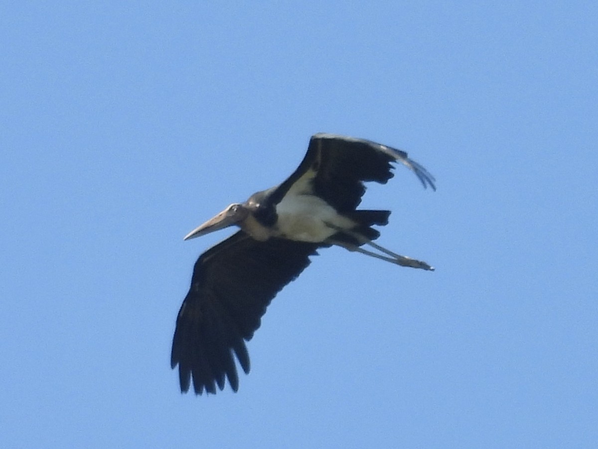 Lesser Adjutant - ML644431484