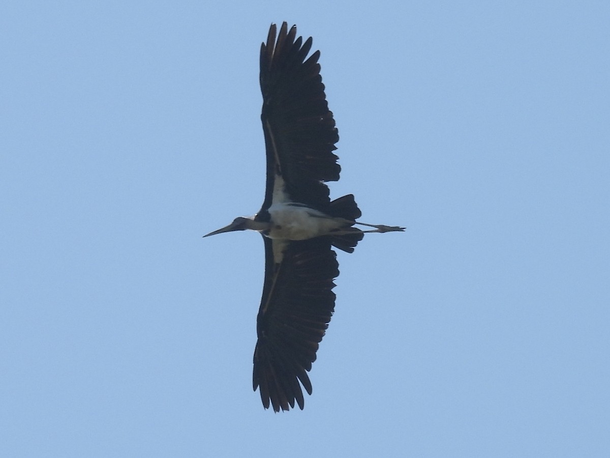 Lesser Adjutant - ML644431485