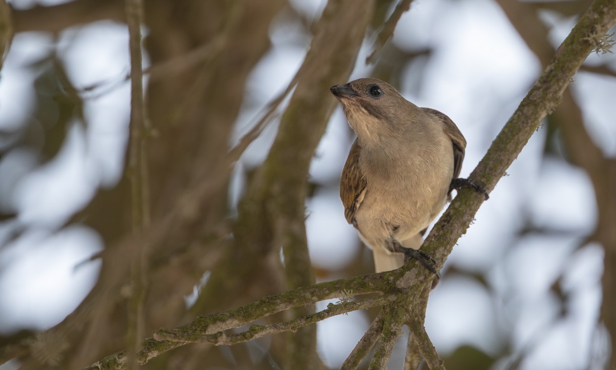 Petit Indicateur (groupe minor) - ML644431489