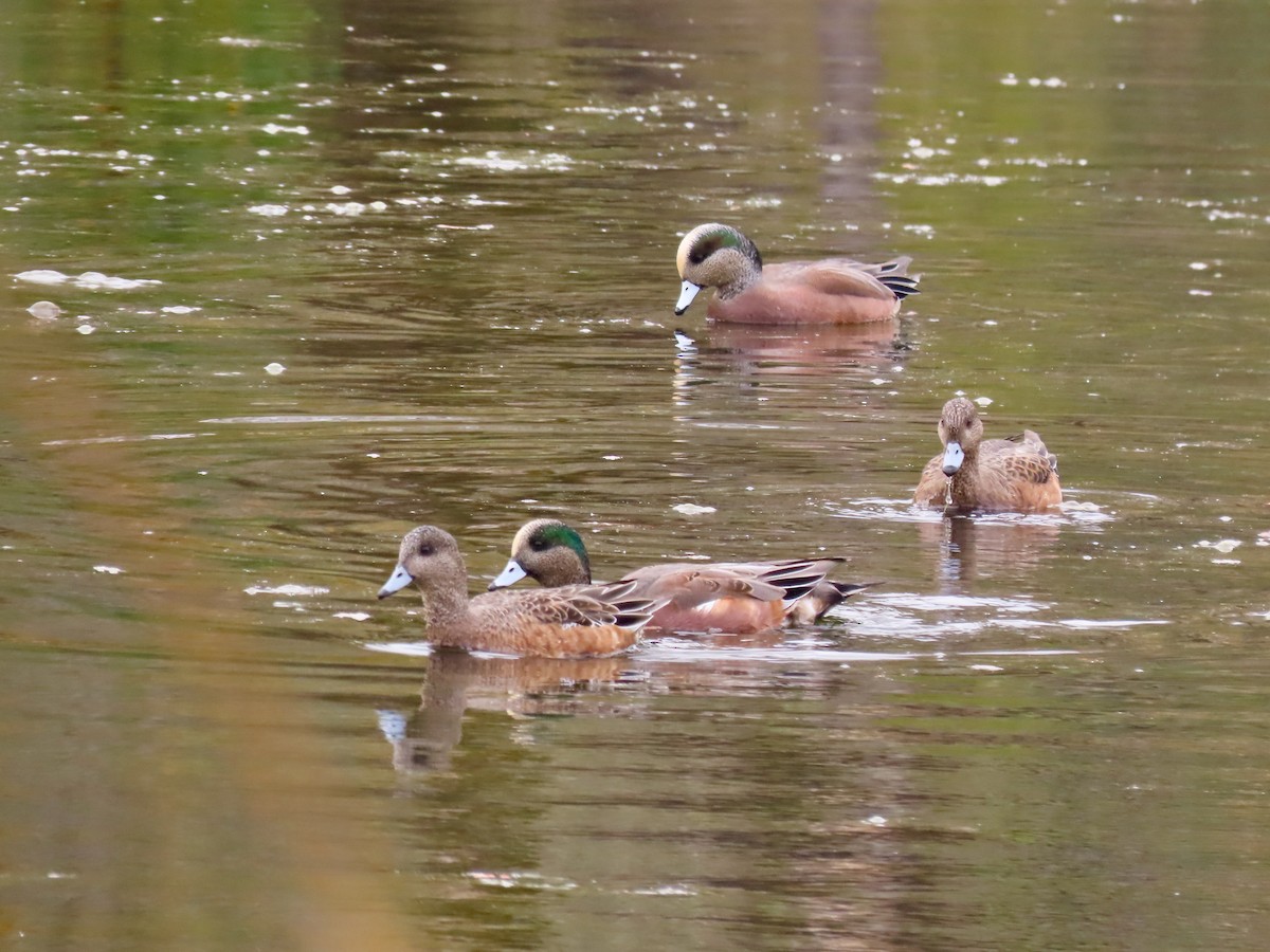 American Wigeon - ML644431494