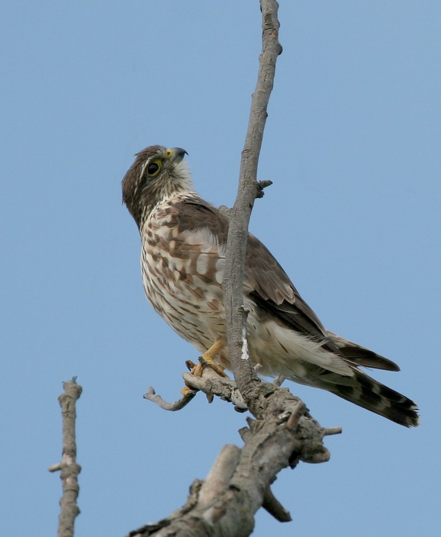 Boz Doğan - ML644431497