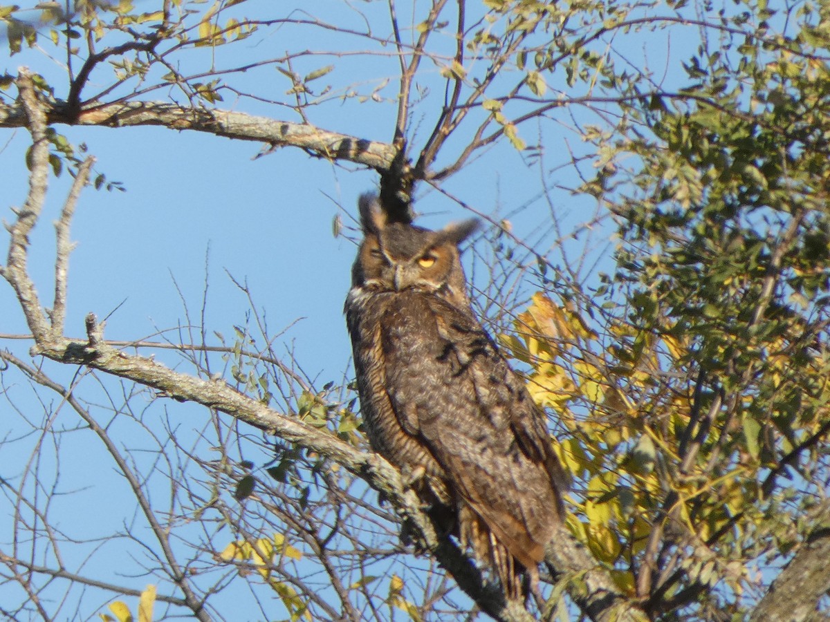 Great Horned Owl - ML644431504
