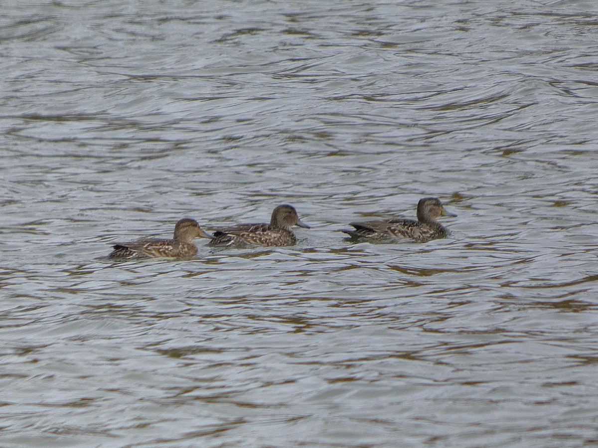 שרשיר - ML644431507
