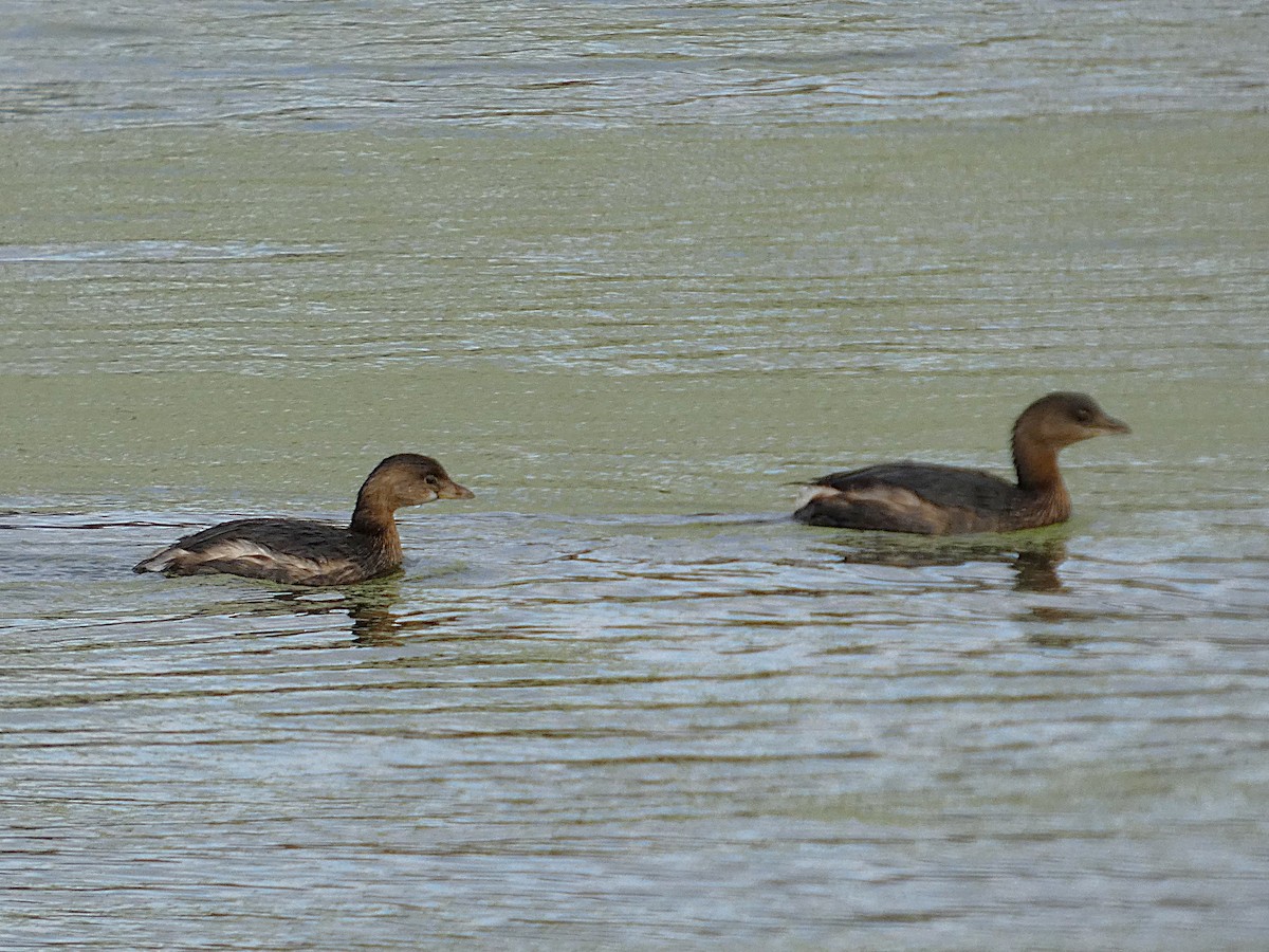 טבלן עקוד-מקור - ML644431515