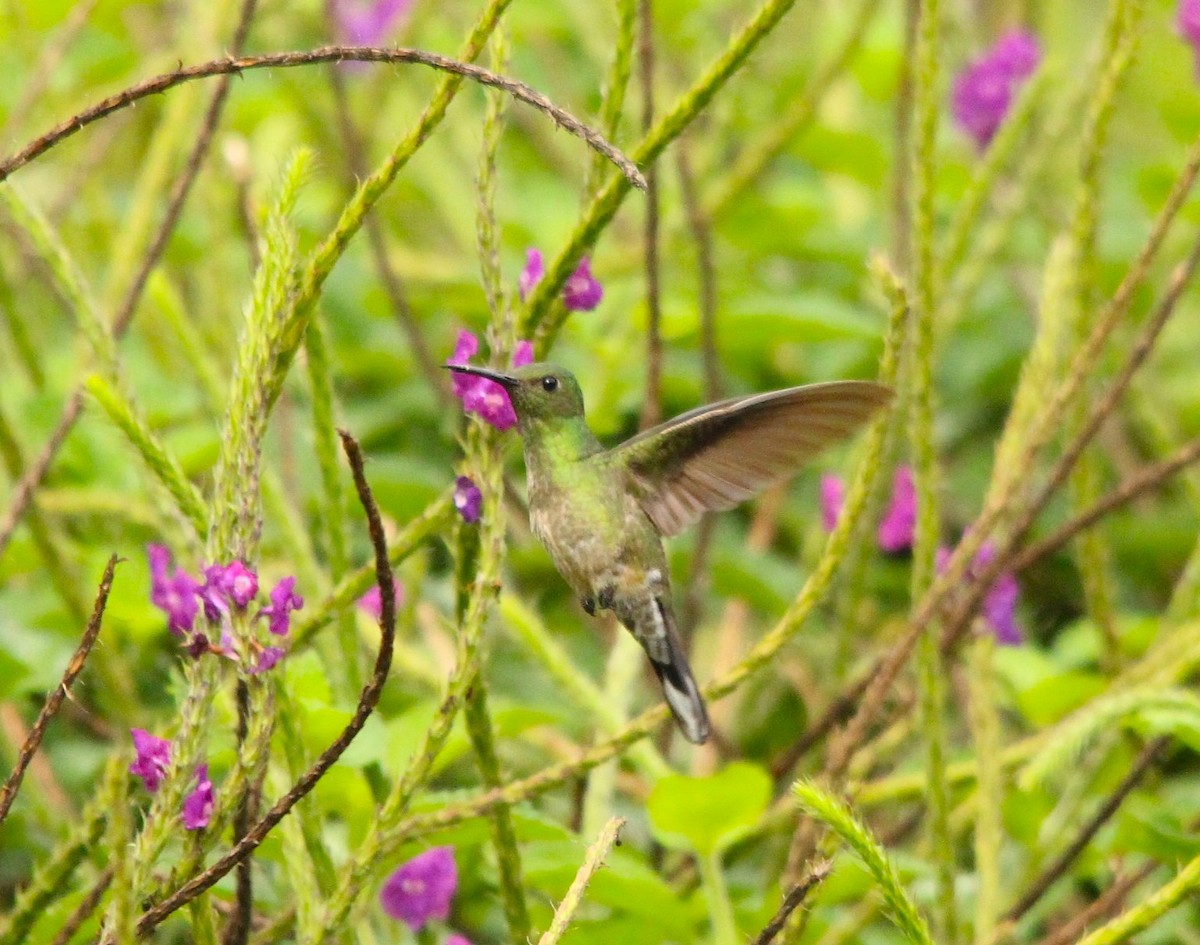 skjellbrystkolibri - ML644431522