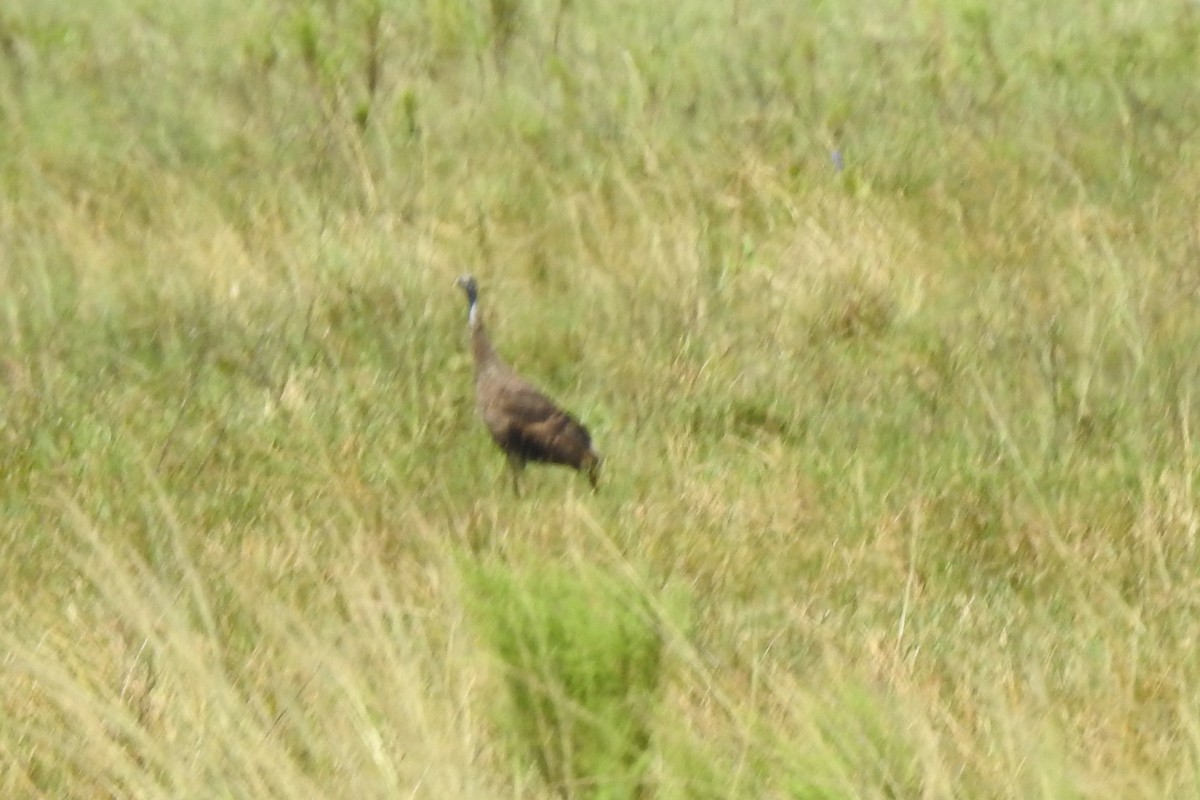 シチメンチョウ - ML644431530