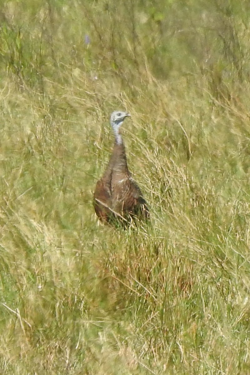 シチメンチョウ - ML644431531