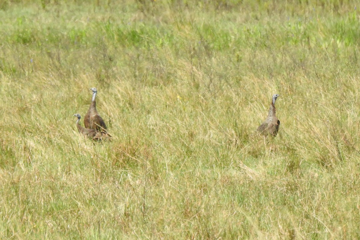 シチメンチョウ - ML644431532