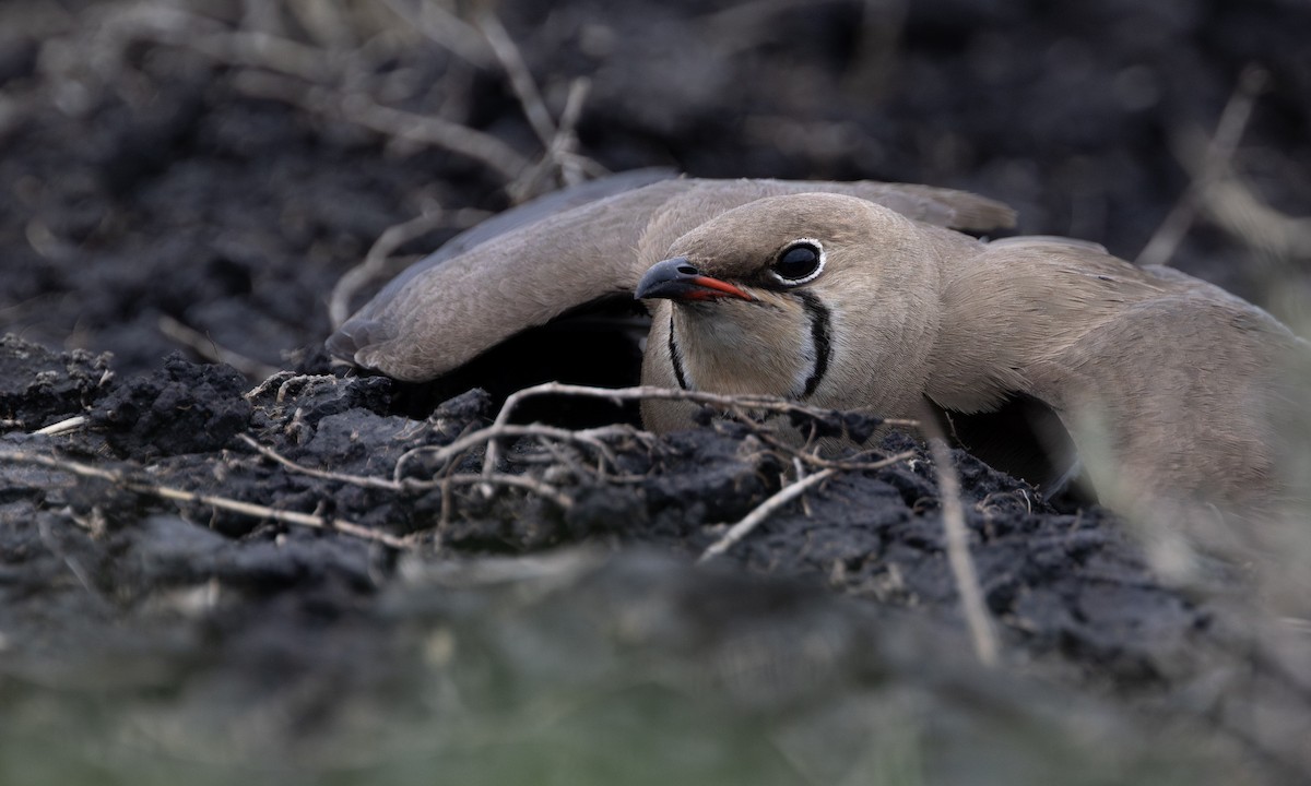 Rotflügel-Brachschwalbe - ML644431534