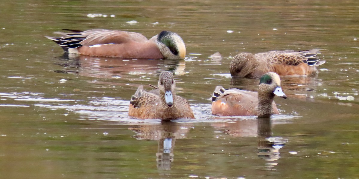 American Wigeon - ML644431535
