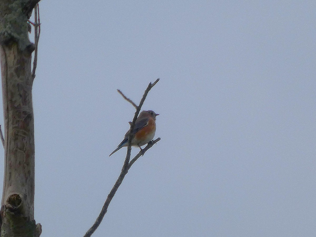 Eastern Bluebird - ML644431538