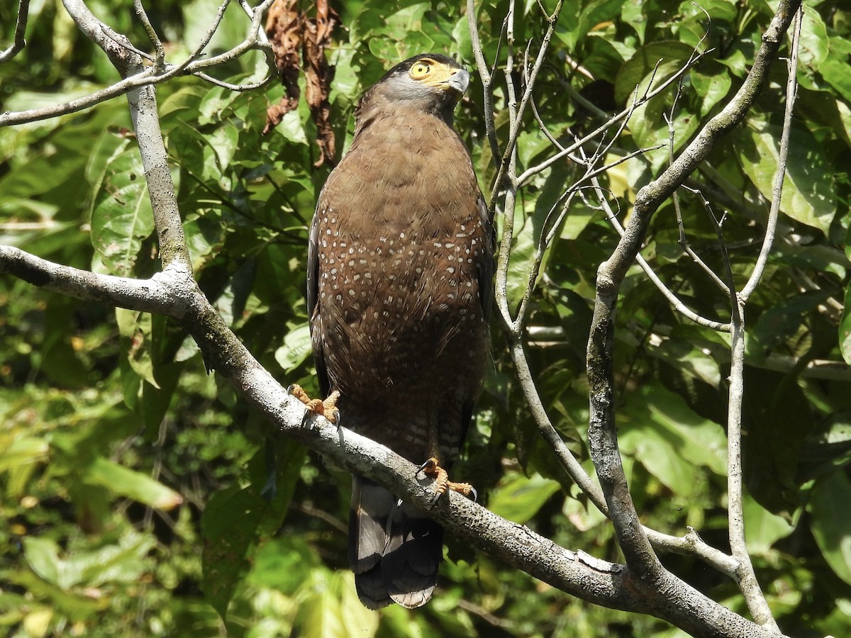 Crested Serpent-Eagle - ML644431539