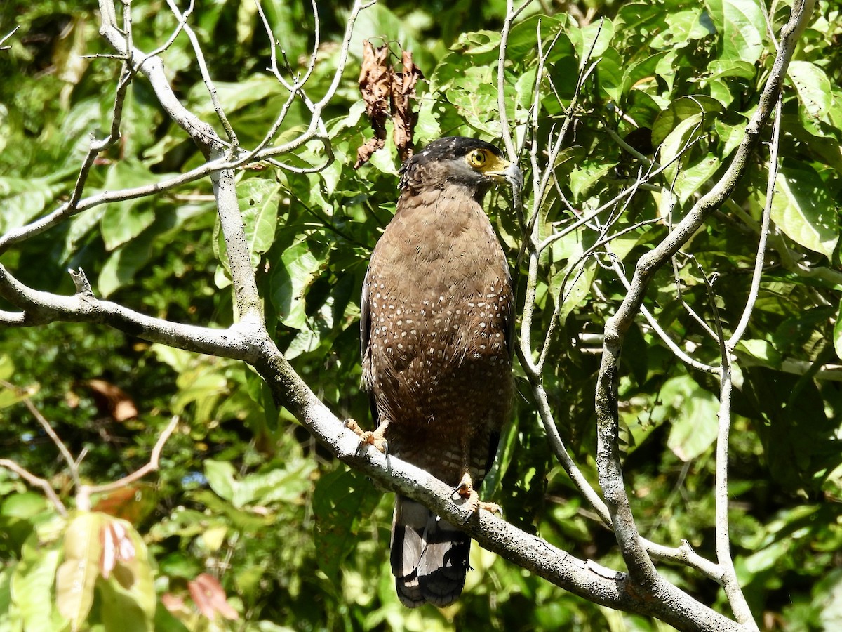 Crested Serpent-Eagle - ML644431540