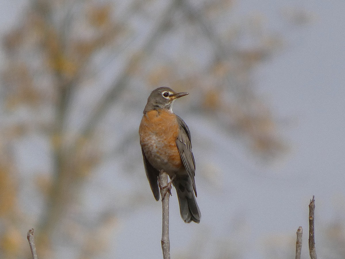 קיכלי נודד - ML644431555